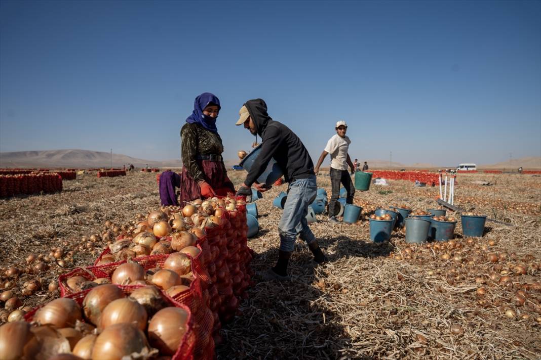 Konya Ovası’nda tablo gibi hasat 22